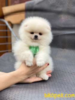 Show Class  Pomeranian  Boo ' Lar 1