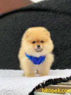 Show Class  Pomeranian  Boo ' Lar 3