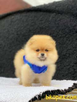 Show Class  Pomeranian  Boo ' Lar 2