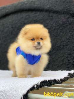 Show Class  Pomeranian  Boo ' Lar 1