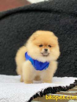 Show Class  Pomeranian  Boo ' Lar 4