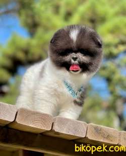 Show Class  Pomeranian  Boo ' Lar 4