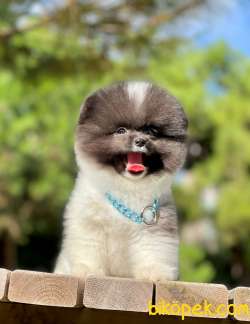 Show Class  Pomeranian  Boo ' Lar 2