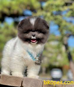 Show Class  Pomeranian  Boo ' Lar 1