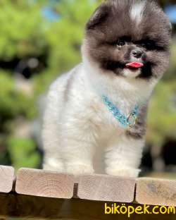 Show Class  Pomeranian  Boo ' Lar 3