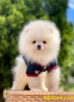 Show Class  Pomeranian  Boo ' Lar 5