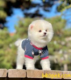 Show Class  Pomeranian  Boo ' Lar 3
