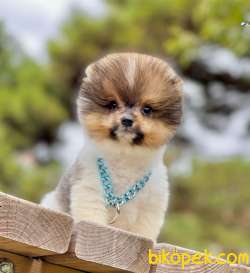 Show Class  Pomeranian  Boo ' Lar 4