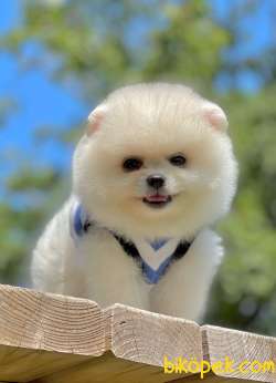 Show Class  Pomeranian  Boo Oğlumuz 3