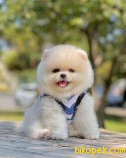 Show Class  Pomeranian  Boo Oğlumuz 4