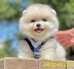 Show Class  Pomeranian  Boo Oğlumuz 2