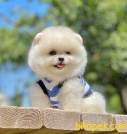 Show Class  Pomeranian  Boo Oğlumuz 1