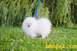 Show Class  Pomeranian  Boo Oğlumuz Duffy 2