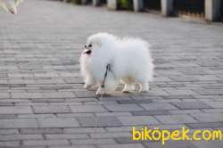 Show Class  Pomeranian  Boo Oğlumuz Duffy 3