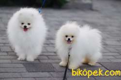 Show Class  Pomeranian  Boo Oğlumuz Duffy 1