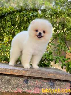 Show Class  Pomeranian  Boo Oğlumuz Tedy 3