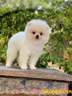 Show Class  Pomeranian  Boo Oğlumuz Tedy 4