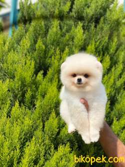 Show Class  Pomeranian  Boo Oğlumuz Tedy 1