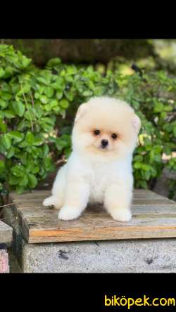 Show Class  Pomeranian  Boo Oğlumuz  Tedy 2