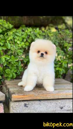 Show Class  Pomeranian  Boo Oğlumuz  Tedy 3