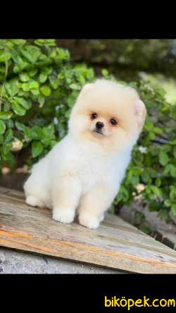 Show Class  Pomeranian  Boo Oğlumuz  Tedy 1