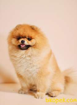 Show Class  Pomeranian  Boo Oğlumuz Toffy 3