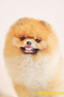 Show Class  Pomeranian  Boo Oğlumuz Toffy 2