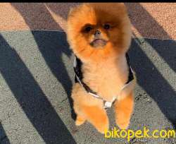 Show Class  Pomeranian  Boo Oğlumuz Toffy 2
