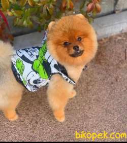 Show Class  Pomeranian  Boo Oğlumuz Toffy 1