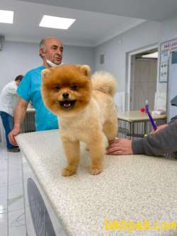 Show Class  Pomeranian  Boo Oğlumuz Toffy 3