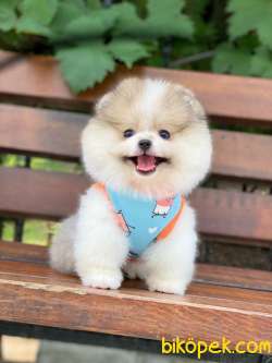 Show Class  Pomeranian Boo Yavrular 1