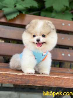 Show Class  Pomeranian Boo Yavrular 2