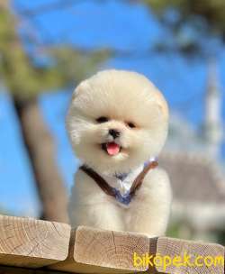 Show Class  Pomeranian  Boo  Yavrular 4