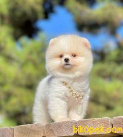 Show Class  Pomeranian  Boo  Yavrular 3