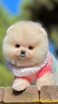 Show Class  Pomeranian  Boo  Yavrular 1