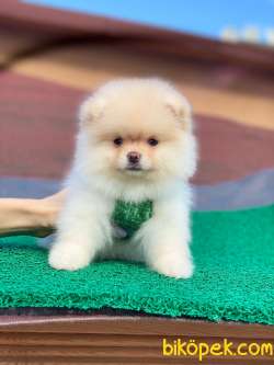 Show Class Pomeranian Boo Yavrular 5