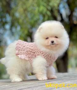 Show Class Pomeranian Boo Yavrular 4