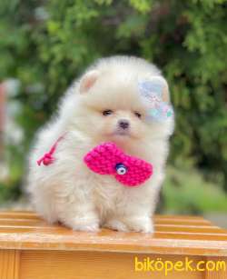 Show Class Pomeranian Yavrular İçin Bize Danışın 3