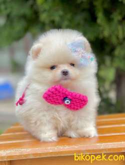 Show Class Pomeranian Yavrular İçin Bize Danışın 2