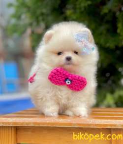 Show Class Pomeranian Yavrular İçin Bize Danışın 1