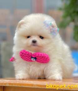Show Class Pomeranian Yavrular İçin Bize Danışın 4
