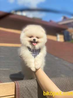 Show Class Pomeranian Yavrumuz 2