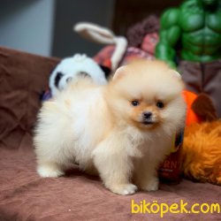 Show Class Pomeranian Yavrumuz ‘BULUT’ 3
