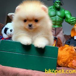 Show Class Pomeranian Yavrumuz ‘BULUT’ 2