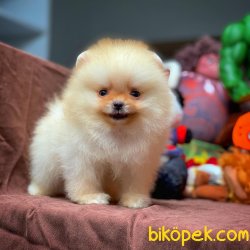 Show Class Pomeranian Yavrumuz ‘BULUT’ 1
