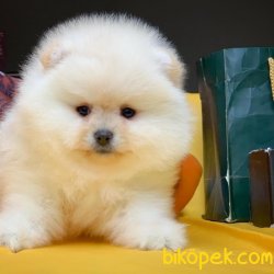 Show Class Safkan Güzeller Güzeli Pomeranian Boo Yavru 2