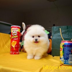 Show Class Safkan Güzeller Güzeli Pomeranian Boo Yavru 3