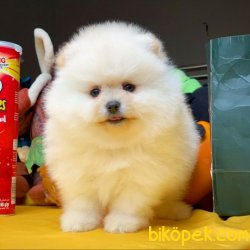 Show Class Safkan Güzeller Güzeli Pomeranian Boo Yavru 1