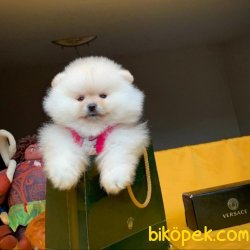 Show Class Safkan Güzeller Güzeli Pomeranian Boo Yavru 4