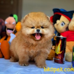 Show Class Safkan Pomeranian Boo Yavruları 3